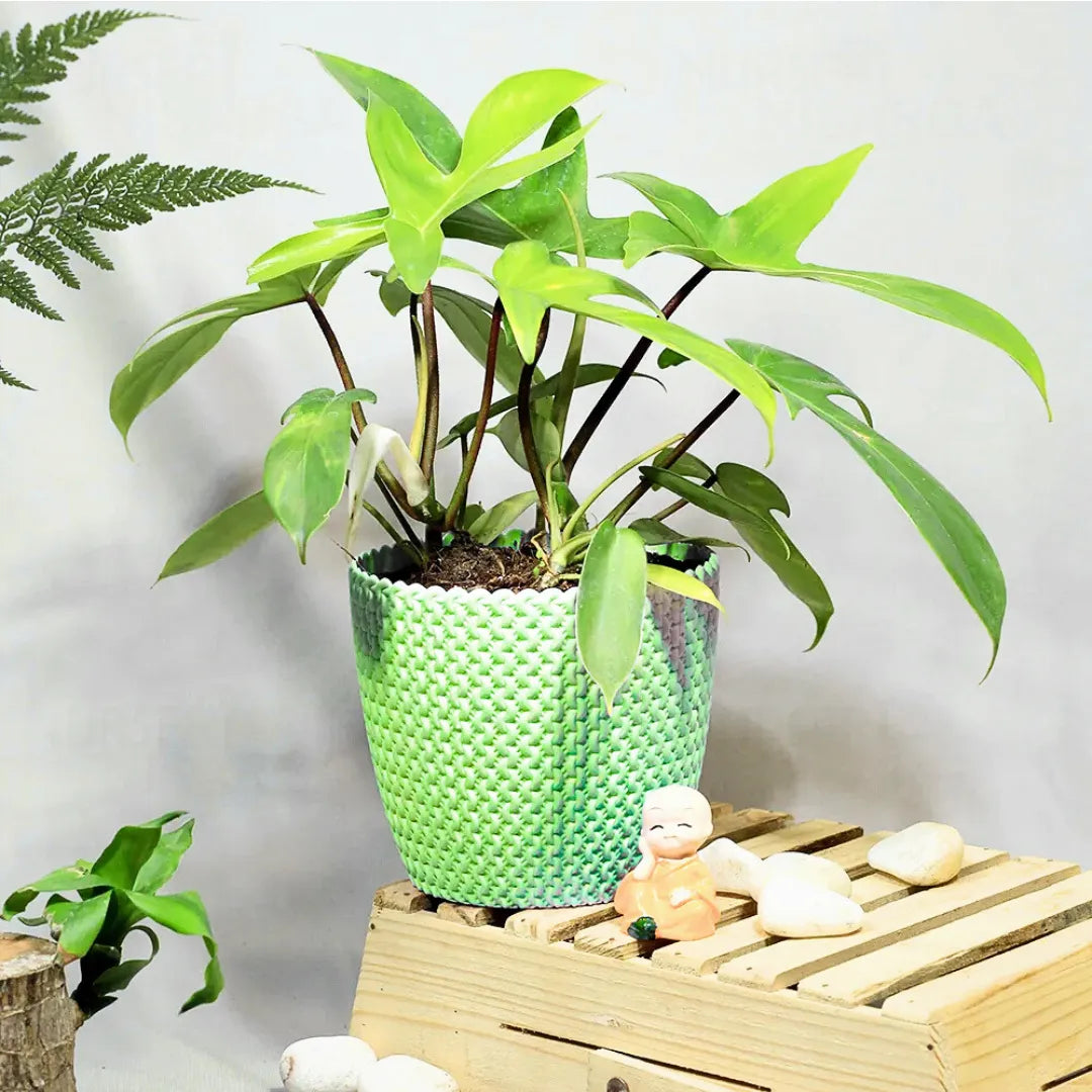 Buy Philodendron Florida Ghost – Plant Online at Lalitenterprise