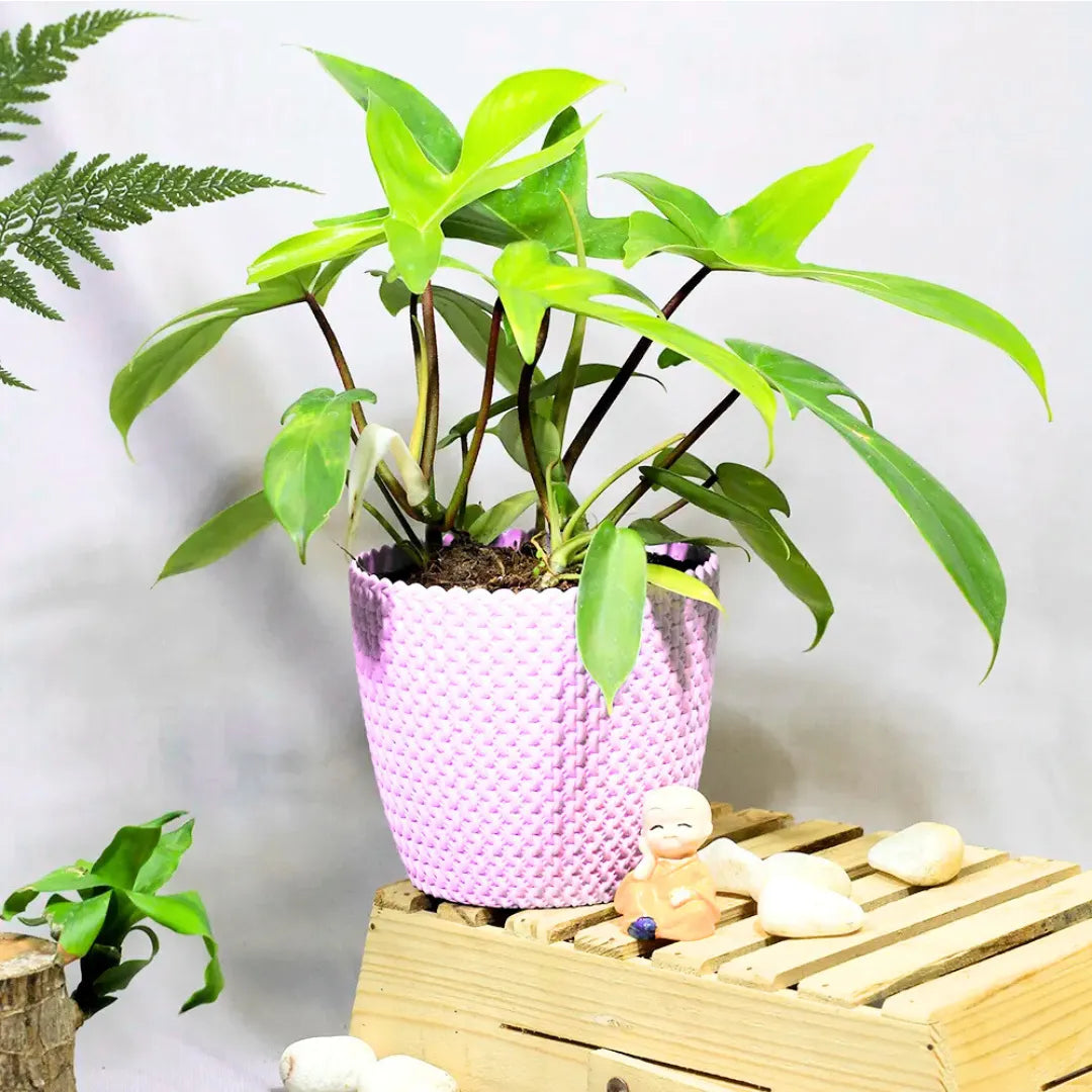 Buy Philodendron Florida Ghost – Plant Online at Lalitenterprise