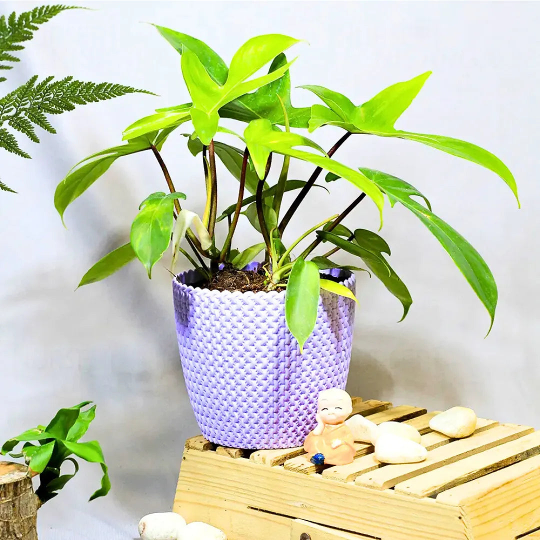 Buy Philodendron Florida Ghost – Plant Online at Lalitenterprise