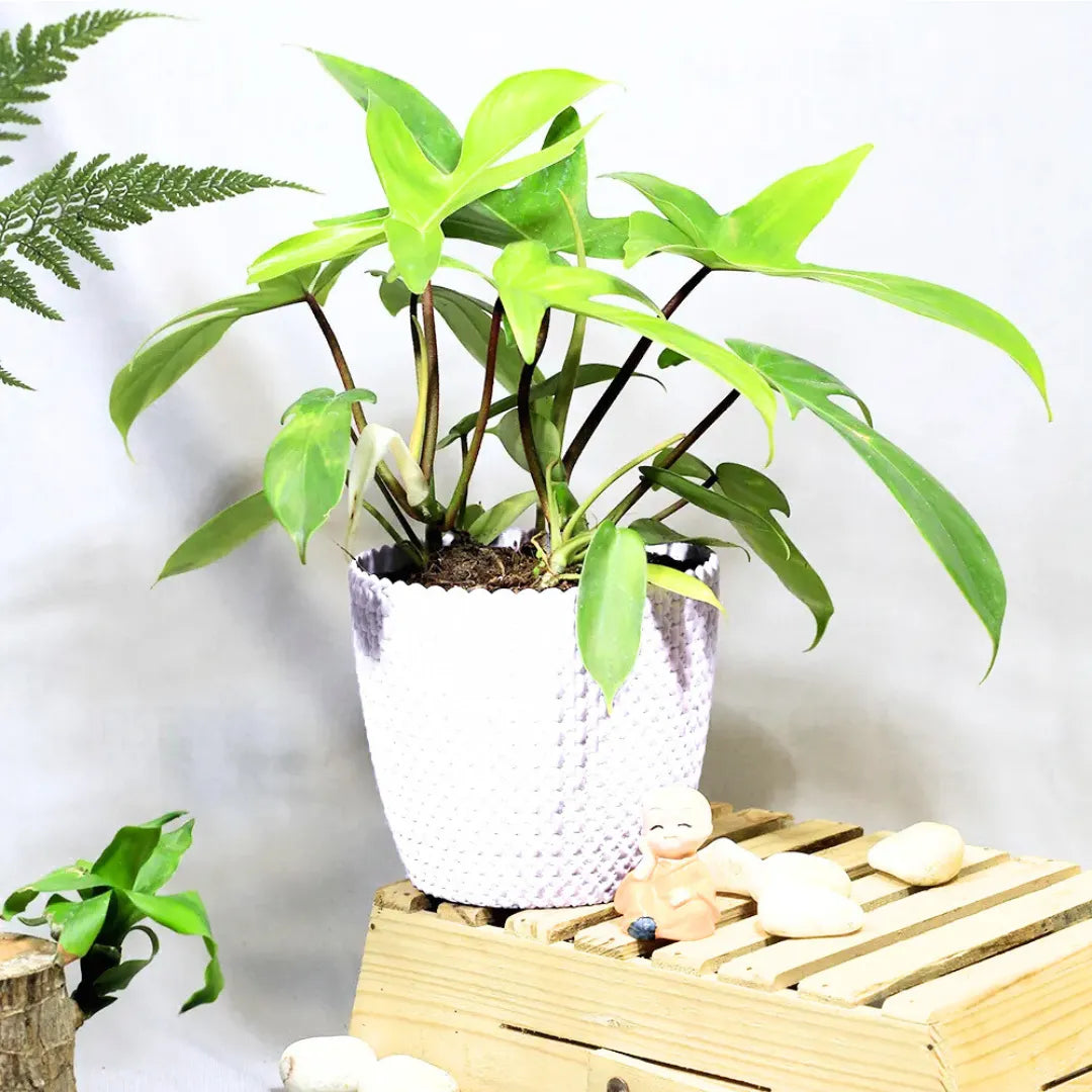 Buy Philodendron Florida Ghost – Plant Online at Lalitenterprise