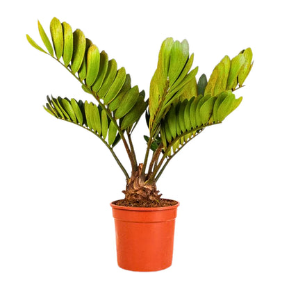 Buy Zamia Furfuracea "Cardboard Palm" - Plant Online at Lalitenterprise