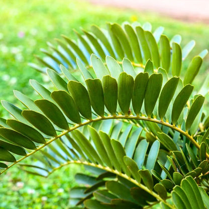 Buy Zamia Furfuracea - Plant Online at Lalitenterprise