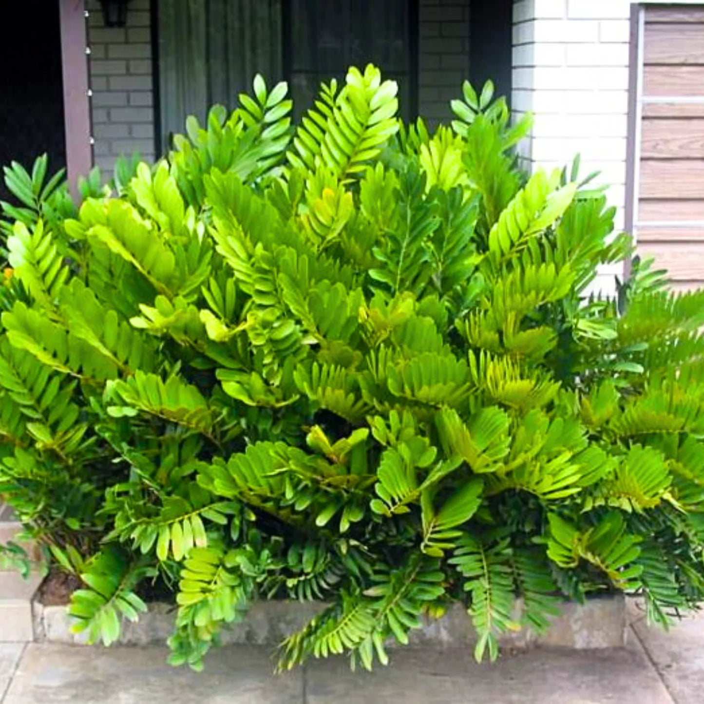 Buy Cardboard Palm - Plant Online at Lalitenterprise