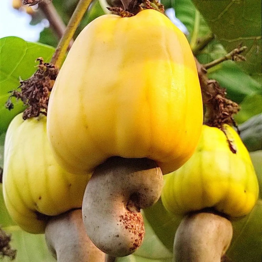 Buy Cashew "Anacardium Occidental" - Plant Online at Lalitenterprise