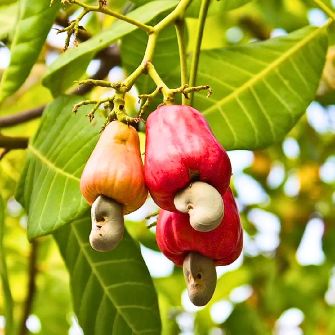 Buy Anacardium Occidental - Plant Online at Lalitenterprise