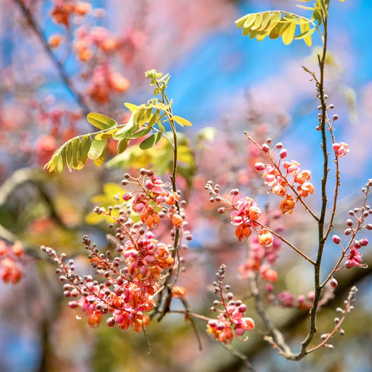Buy Cassia Grandis (Pink Shower Tree) - Plant Online at Lalitenterprise