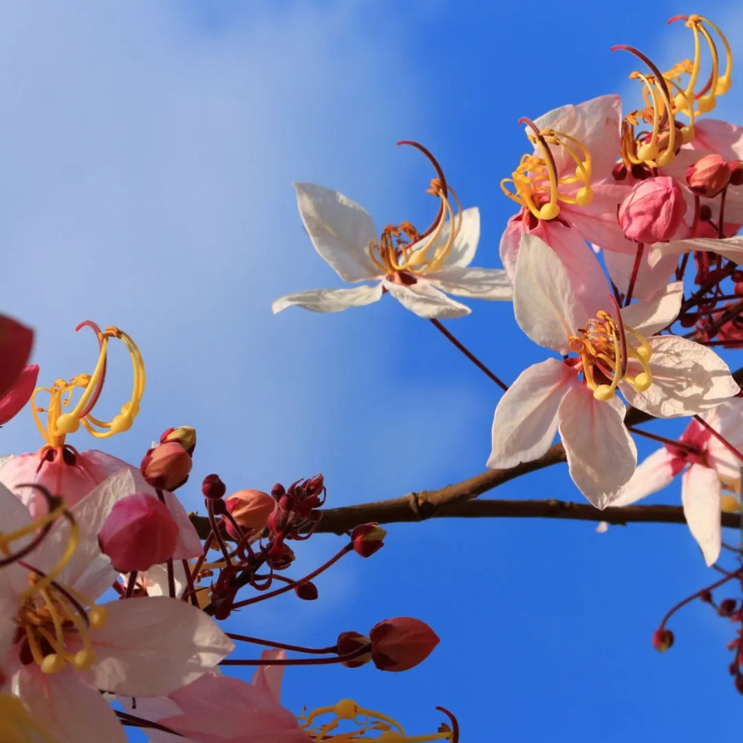 Buy Pink Shower Tree - Plant Online at Lalitenterprise