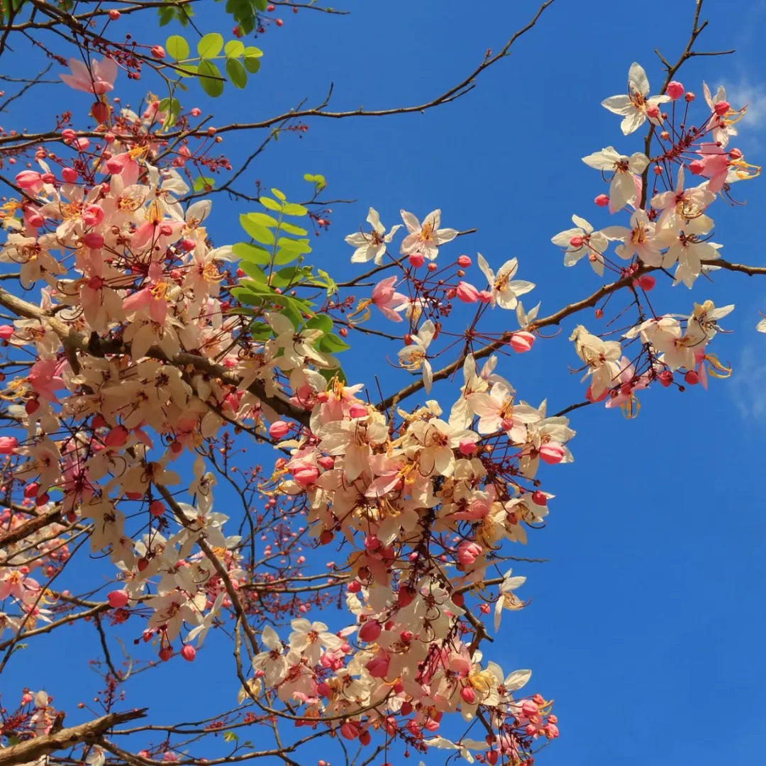 Buy Cassia Grandis - Plant Online at Lalitenterprise