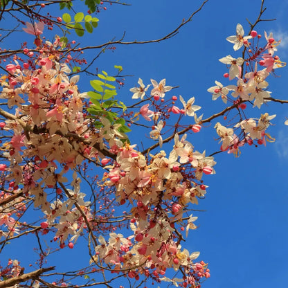 Buy Cassia Grandis - Plant Online at Lalitenterprise