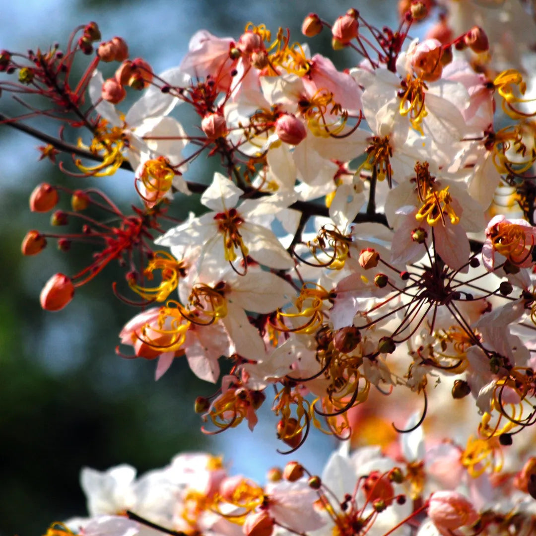 Buy Cassia Grandis (Pink Shower Tree) - Plant Online at Lalitenterprise