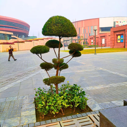 Buy Casuarina Topiary "Multi Ball"- Plant Online at Lalitenterprise