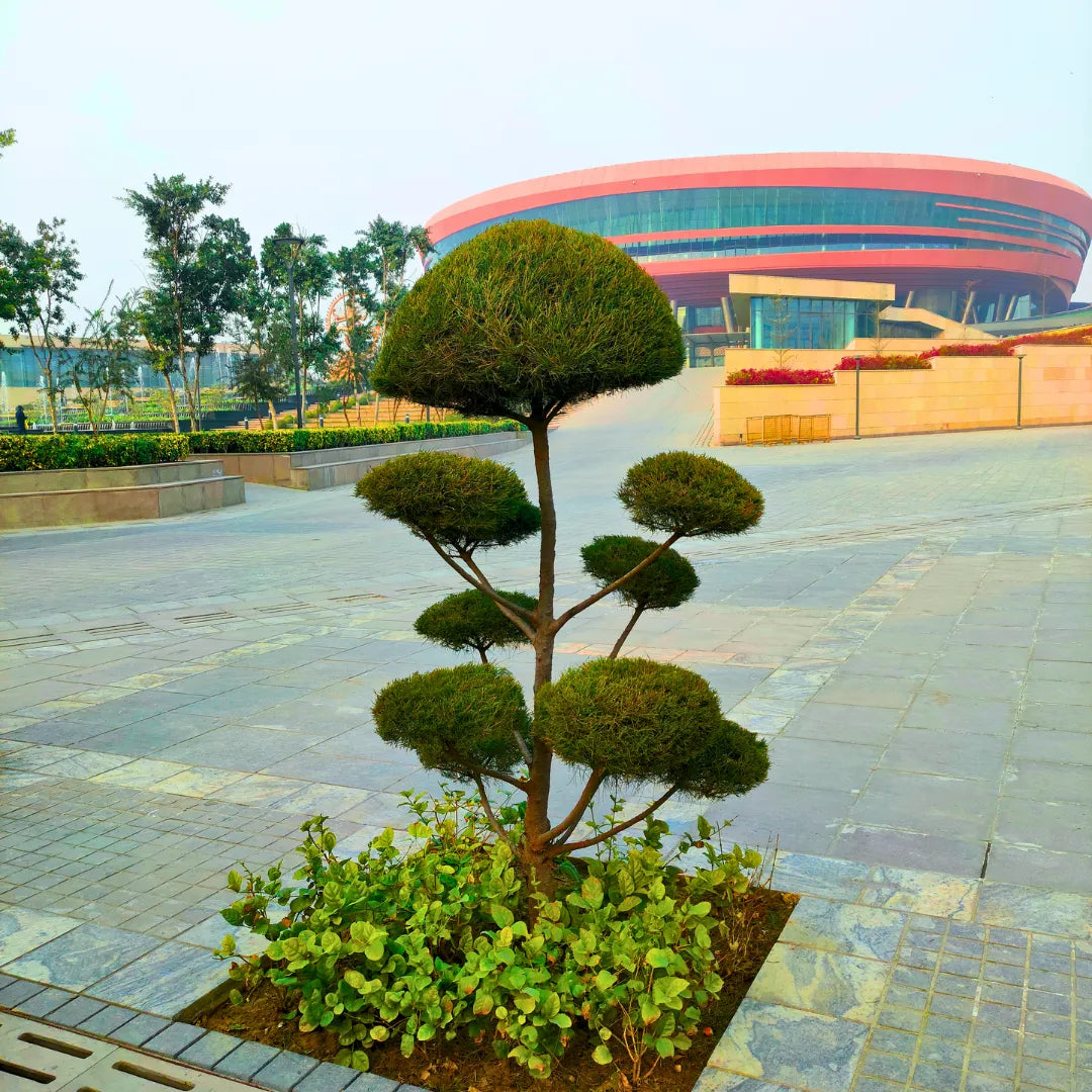 Buy Casuarina Topiary "Multi Ball"- Plant Online at Lalitenterprise