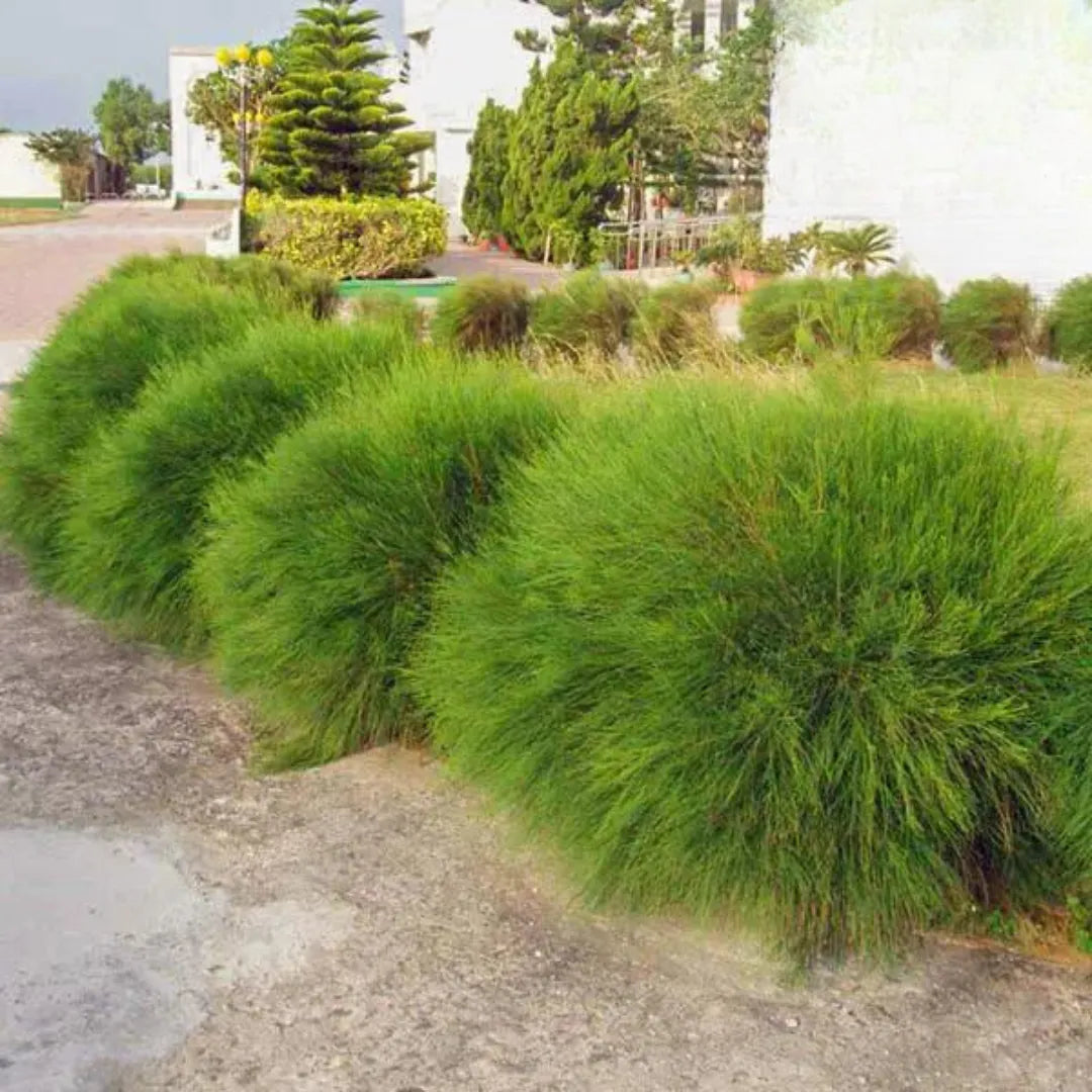 Buy Casuarina Glauca - Plant Online at Lalitenterprise