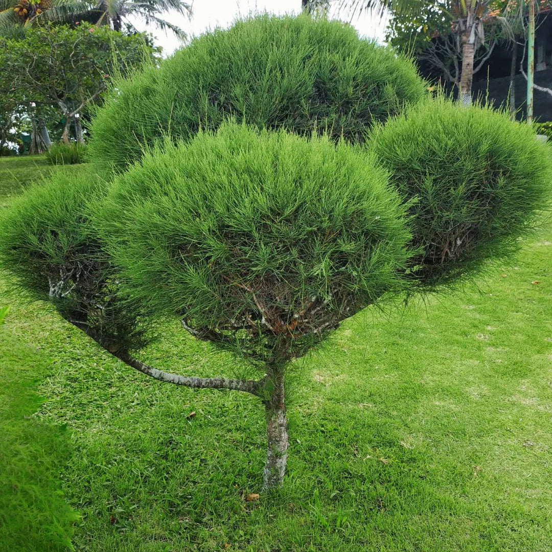 Buy Casuarina Glauca "Swamp Sheoak"  - Plant Online at Lalitenterprise