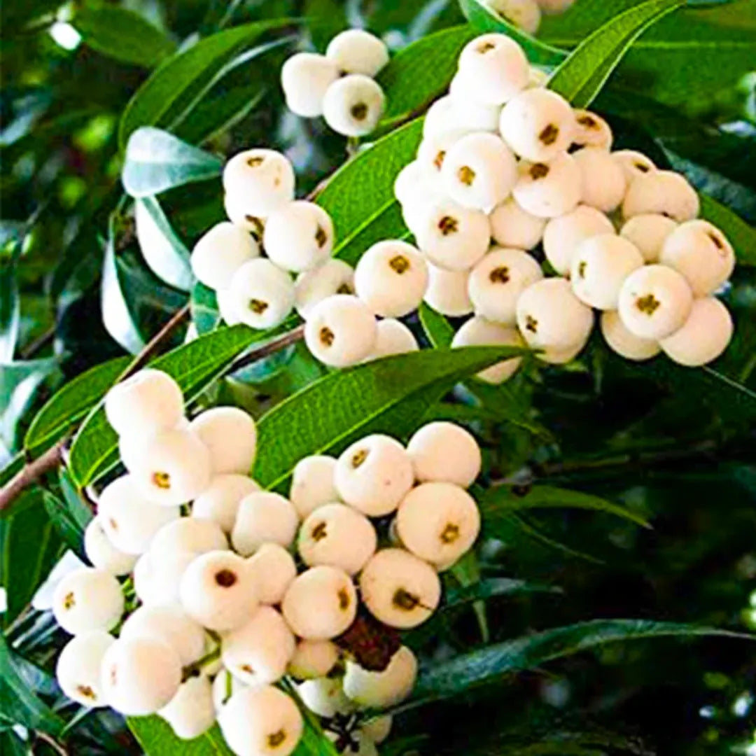 Buy Cat Eye (Syzygium Zeylanicum) Fruit - Plant Online at Lalitenterprise
