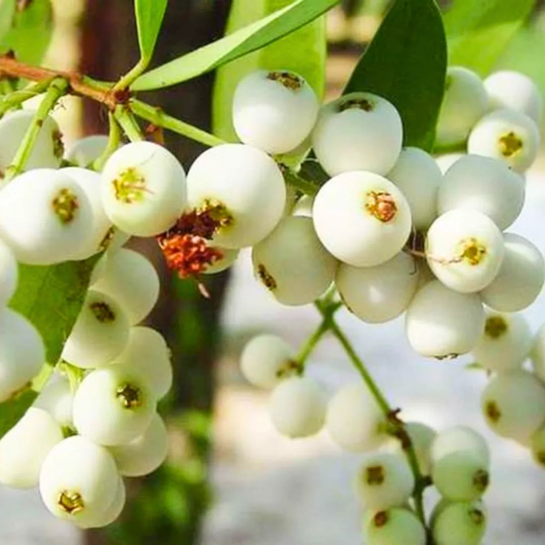 Buy Syzygium Zeylanicum Fruit - Plant Online at Lalitenterprise