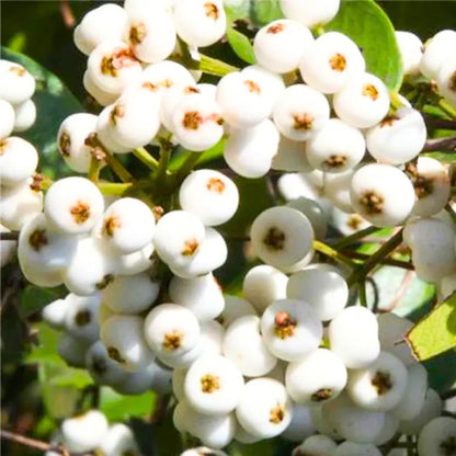 cat eye seed plant Cat Eye (Syzygium Zeylanicum) Fruit