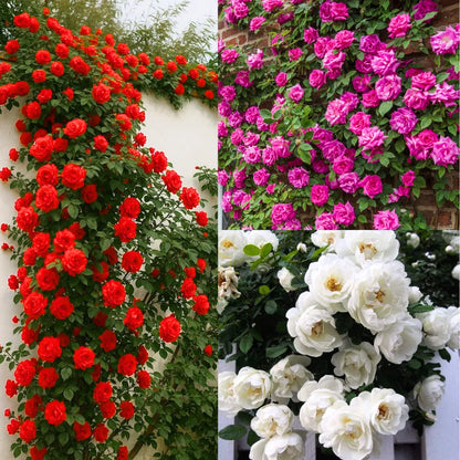 Buy Creeping, Climbing Rose "Pack of 3" (Red, Pink or White) - Plant Online at Lalitenterprise