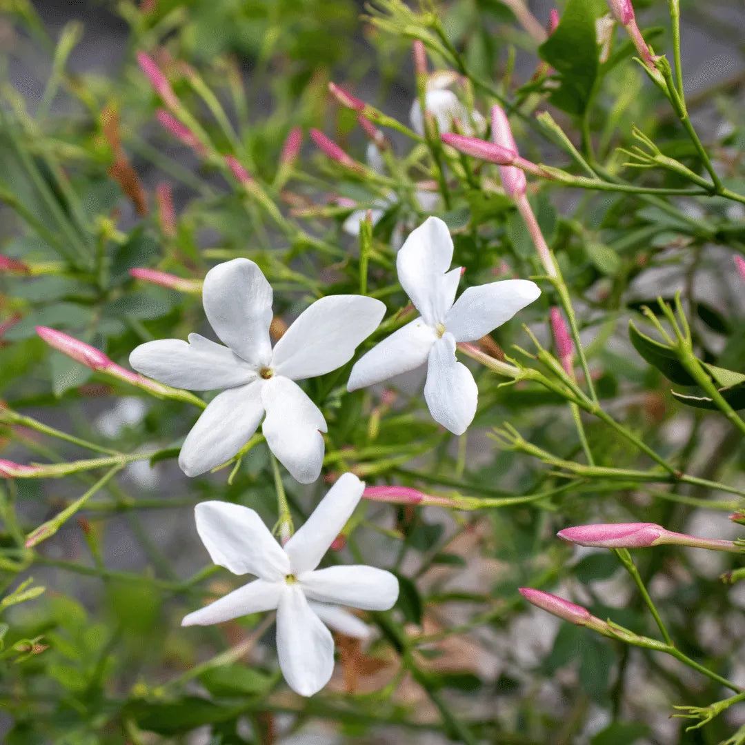Buy Chameli (Jasminum) Plant online at Lalitenterprise