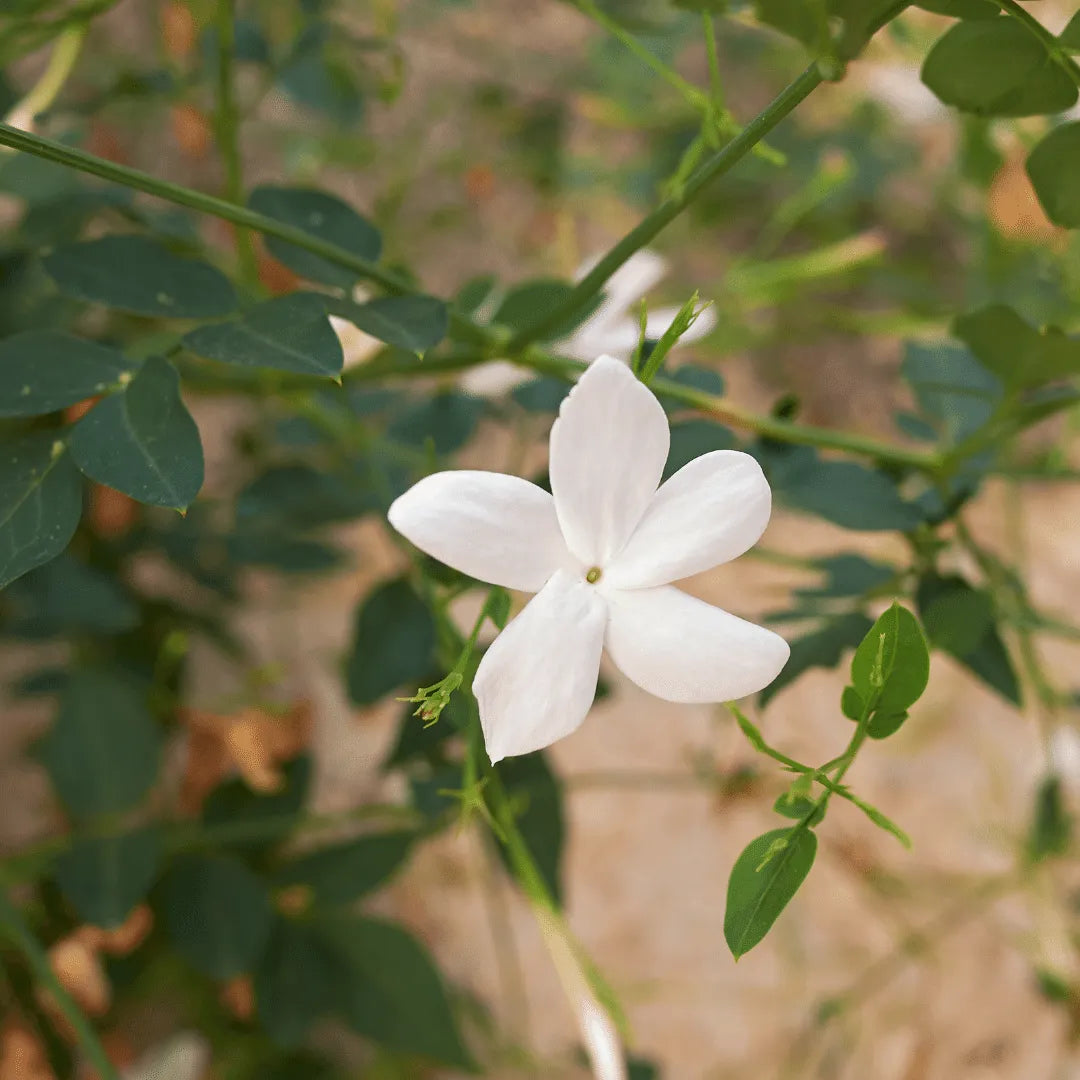 Buy Chameli (Jasminum) Plant online at Lalitenterprise