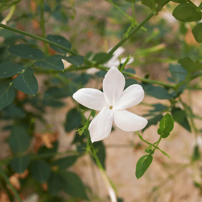 Buy Chameli (Jasminum) Plant online at Lalitenterprise