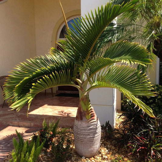 Buy Champagne Palm "Bottle Palm" - Plant Online at Lalitenterprise