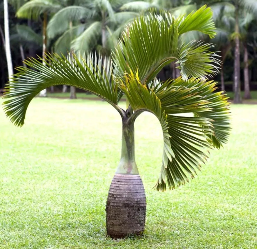 Buy Champagne Palm "Bottle Palm" - Plant Online at Lalitenterprise