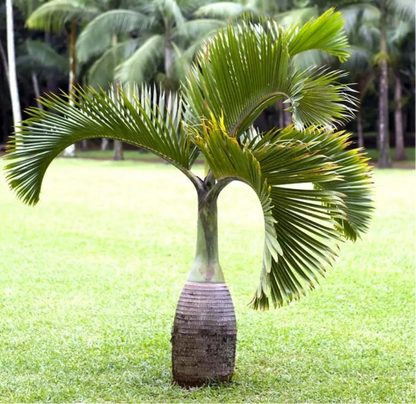 Buy Champagne Palm "Bottle Palm" - Plant Online at Lalitenterprise
