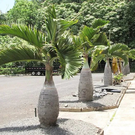 Buy Champagne Palm "Bottle Palm" - Plant Online at Lalitenterprise