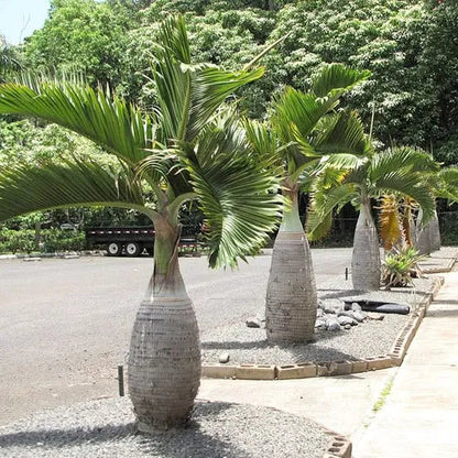Buy Champagne Palm "Bottle Palm" - Plant Online at Lalitenterprise
