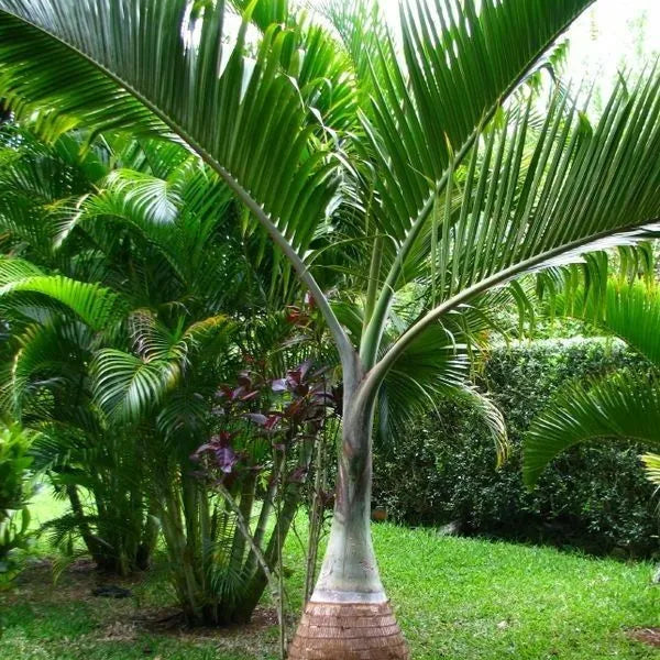 Buy Champagne Palm "Bottle Palm" - Plant Online at Lalitenterprise