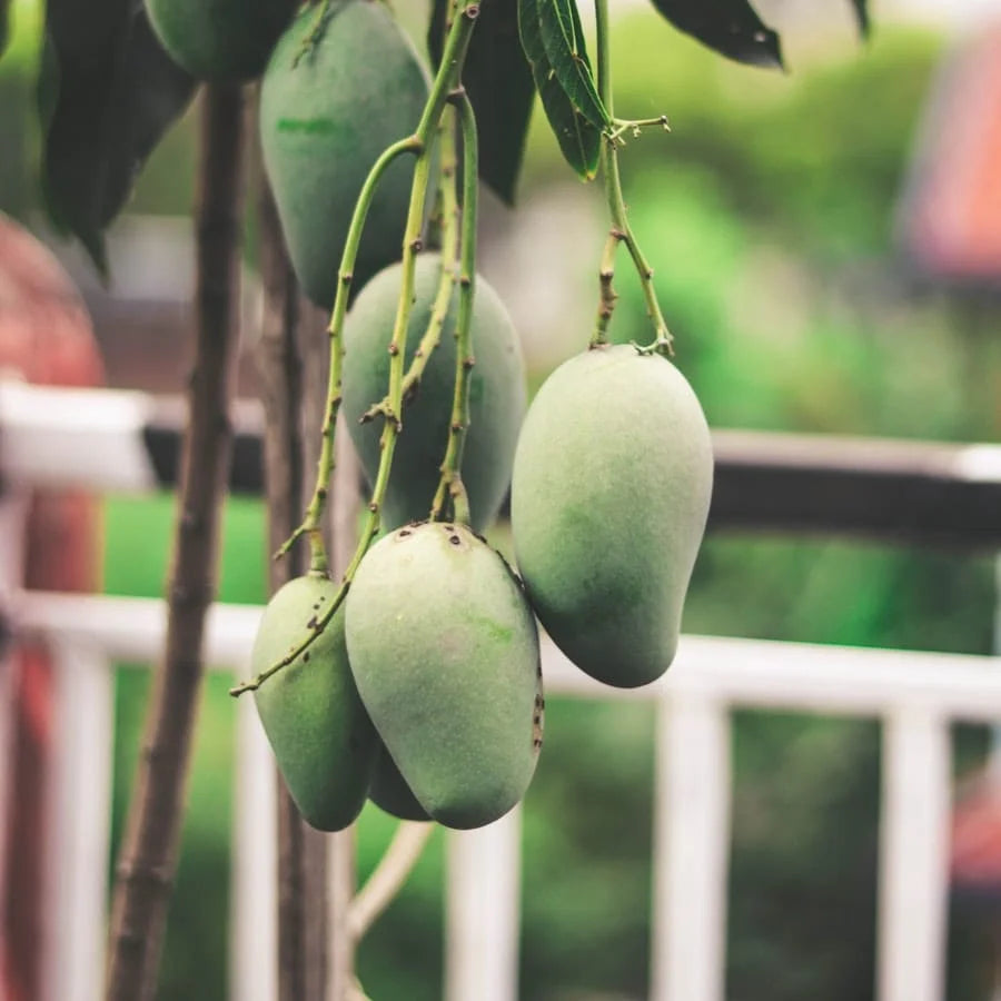 Buy Chausa Mango Grafted - Plant Online at Lalitenterprise