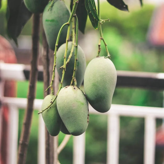 Buy Chausa Mango Grafted - Plant Online at Lalitenterprise