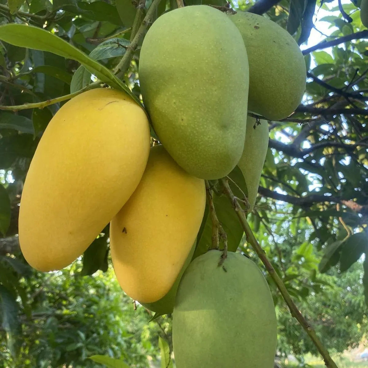 Buy Chausa Mango Grafted - Plant Online at Lalitenterprise