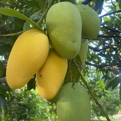 Buy Chausa Mango Grafted - Plant Online at Lalitenterprise