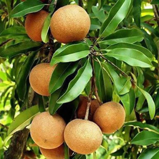 Buy Chiku (Sapodilla) Cricket Ball - Plant Online at Lalitenterprise