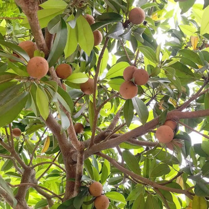 Buy Chiku, Sapodilla - Plant Online at Lalitenterprise