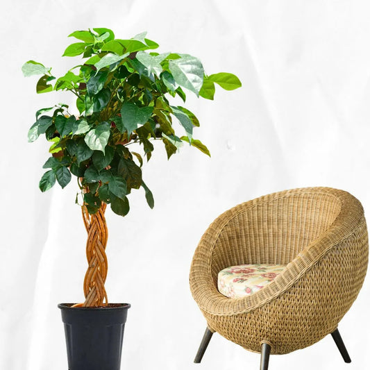 Buy China Doll Braided (Radermachera Sinica) - Plant Online at Lalitenterprise