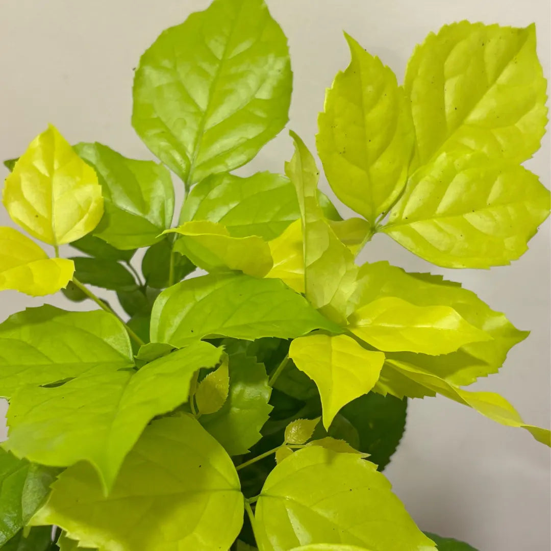 Buy China Doll Golden (Radermachera Sinica) - Plant Online at Lalitenterprise