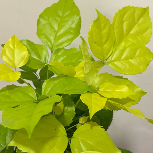 Buy China Doll Golden (Radermachera Sinica) - Plant Online at Lalitenterprise