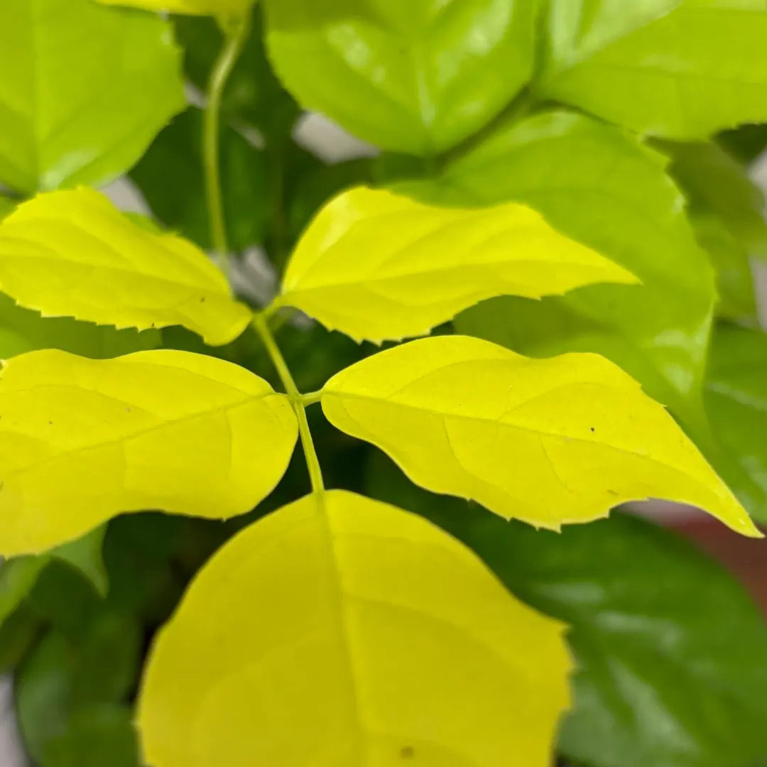 Buy  Radermachera Sinica - Plant Online at Lalitenterprise