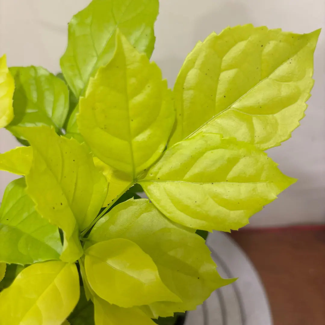 Buy China Doll Golden (Radermachera Sinica) - Plant Online at Lalitenterprise