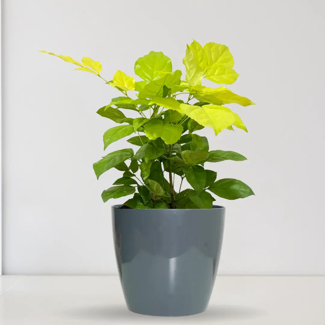 Buy China Doll Golden - Plant Online at Lalitenterprise