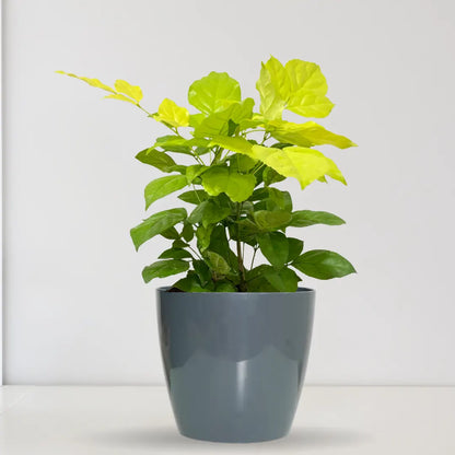 Buy China Doll Golden - Plant Online at Lalitenterprise