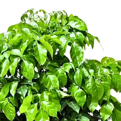 Buy Radermachera Sinica - Plant Online at Lalitenterprise