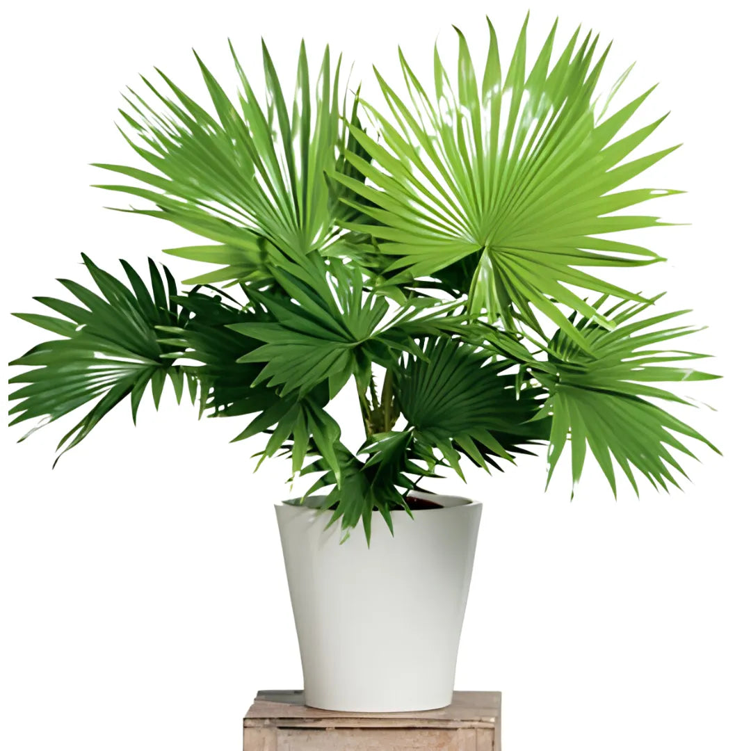 Buy China Palm (Livistona Chinensis) - Plant Online at Lalitenterprise