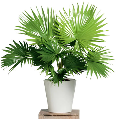 Buy China Palm (Livistona Chinensis) - Plant Online at Lalitenterprise
