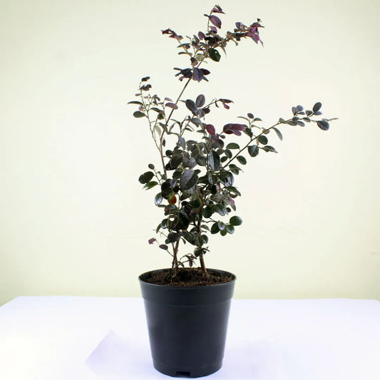 Buy Chinese Fringe Flower (Loropetalum Chinense)  – Plant Online at Lalitenterprise