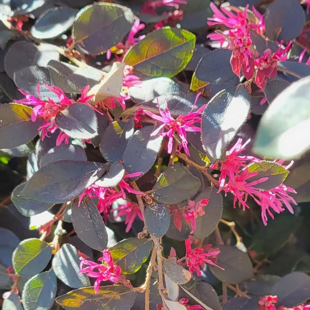 Buy Chinese Fringe Flower (Loropetalum Chinense) – Plant Online at Lalitenterprise