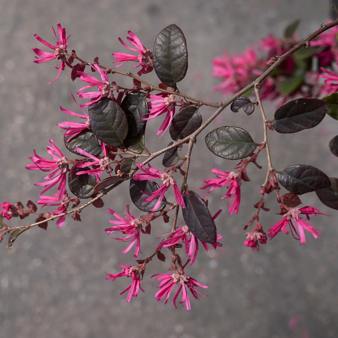 Buy Chinese Fringe Flower (Loropetalum Chinense)  – Plant Online at Lalitenterprise
